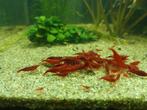 Bloody mary neocaridina garnalen, Dieren en Toebehoren, Kreeft, Krab of Garnaal, Zoetwatervis