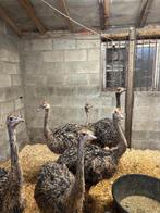 Autruches, Animaux & Accessoires, Volatiles, Plusieurs animaux, Autres espèces