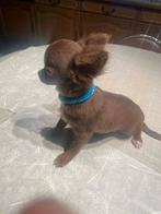 Chihuahua-pups mooie mini raszuiver zeer mooi kleintjes !, Dieren en Toebehoren, België, Fokker | Hobbymatig, 8 tot 15 weken, Parvo