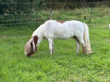 Te koop, hengst, NMPRS,BMP,minipaard, miniatuurpaard, pony beschikbaar voor biedingen