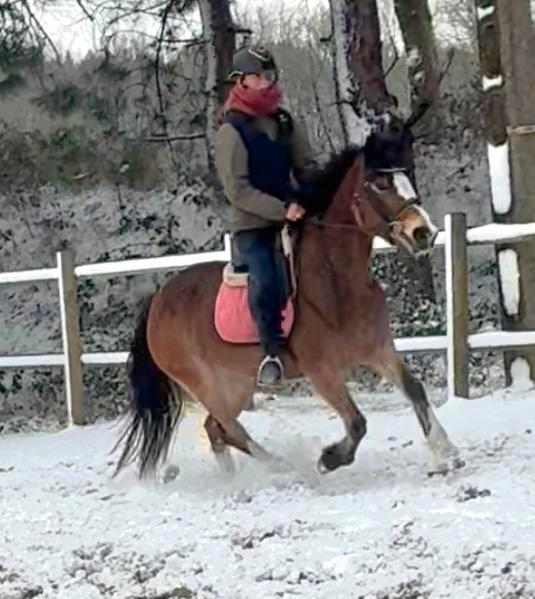 Allerliefste pony, Dieren en Toebehoren, Pony's, Merrie, B, D pony (1.37m tot 1.48m), Recreatiepony, 3 tot 6 jaar