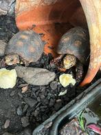 Kolenbrander schildpad, Dieren en Toebehoren, Schildpad