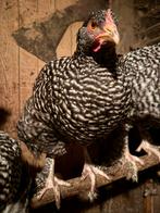 Marans, mechelse koekoek, cream legbar, araucana mix, Dieren en Toebehoren, Pluimvee, Meerdere dieren, Kip