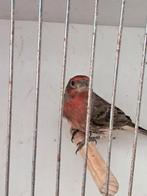 Mexicaanse roodmussen, Dieren en Toebehoren, Vogels | Overige Vogels