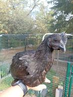 Ayam cemani haantje, Dieren en Toebehoren, Pluimvee