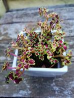 Coleus inky fingers, gezonde plant, ‘bonsai’., Overige soorten, Ophalen of Verzenden, Minder dan 100 cm, Volle zon