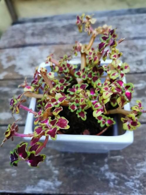 Coleus inky fingers, gezonde plant, ‘bonsai’., Huis en Inrichting, Kamerplanten, Overige soorten, Minder dan 100 cm, Groene kamerplant
