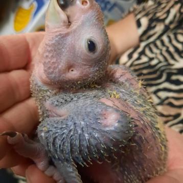 Baby Geelvoorhoofd-amazone-papegaai. beschikbaar voor biedingen