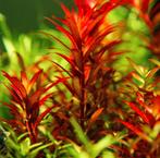 Zeer sterke aquariumplanten te koop - Stekjes, Dieren en Toebehoren, Vissen | Aquariumvissen
