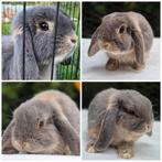NHD KOPPEL, Dieren en Toebehoren, Meerdere dieren, Dwerg, Hangoor, 0 tot 2 jaar