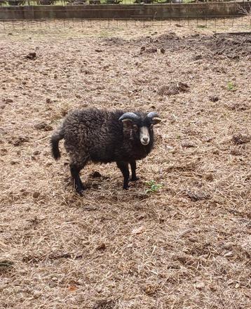Ouessant ram