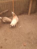 Violet pauwen  hanen zwartvleugel x hennen violet, Enlèvement