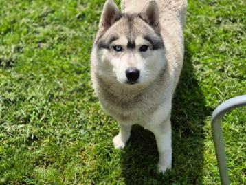 Siberische husky teefje