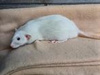 2 lieve silvermane ratjes - broers, Dieren en Toebehoren, Knaagdieren, Mei, Mannelijk, Rat