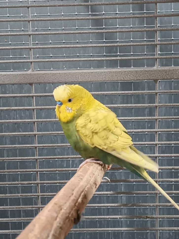 Grasparkiet, Dieren en Toebehoren, Vogels | Parkieten en Papegaaien, Parkiet, Mannelijk