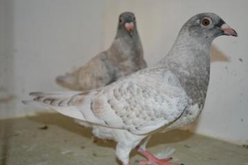 kleurpostduiven, Sexe inconnu, Pigeon voyageur
