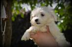 Maltezer pups, België, Maltezer, CDV (hondenziekte), 8 tot 15 weken