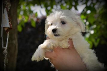 Maltezer pups beschikbaar voor biedingen