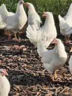 Legkippen, Dieren en Toebehoren, Pluimvee, Meerdere dieren, Kip