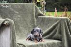 Prachtige Blue Merle Tan Teckel pupjes, Dieren en Toebehoren, België, Standaard, CDV (hondenziekte), 8 tot 15 weken