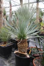 Yucca Rostrata, Jardin & Terrasse, Plantes | Arbres, En pot, Plein soleil, Été, Enlèvement ou Envoi