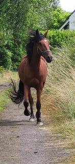 Superbe jeune cheval, Hongre, Débourré, Moins de 160 cm, Vermifugé