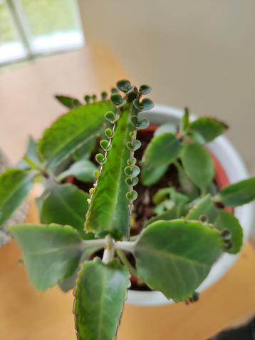 Stekjes Mother of thousands, kalanchoë  beschikbaar voor biedingen