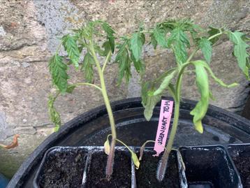 Tomatenplantjes ossehart-Roma beschikbaar voor biedingen
