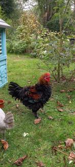 Krulveer haantje, Dieren en Toebehoren