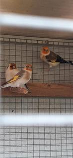 Goldfinches Mutation XL gekoppeld, Dieren en Toebehoren, Vogels | Overige Vogels