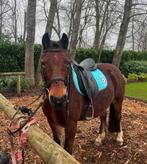 BRp-veulen Pantyfid Bright Pearl x Woody KC (Welsh/BRp), Dieren en Toebehoren, Ophalen, Zo goed als nieuw
