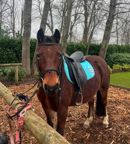 BRp-veulen Pantyfid Bright Pearl x Woody KC (Welsh/BRp), Dieren en Toebehoren, Paarden en Pony's | Overige Paardenspullen, Zo goed als nieuw