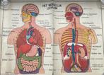 vintage anatomische posters, Verzamelen, Posters, Ophalen, Zo goed als nieuw, Deurposter of groter, Dier of Natuur