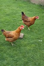 Hybride Araucana x legkip, Dieren en Toebehoren, Pluimvee, Vrouwelijk, Kip