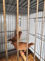 Couple bengalins do japon, Animaux & Accessoires