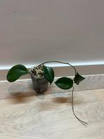 Hoya Quinquenervia, Ophalen of Verzenden, Zo goed als nieuw