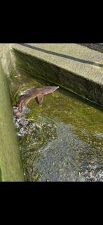 Vis steur, Dieren en Toebehoren, Steur