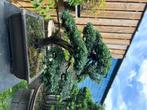 Bomen, Tuin en Terras, Planten | Bomen, Ophalen