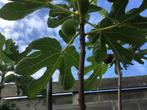 Vijg en olijf in pot, Tuin en Terras, Ophalen of Verzenden