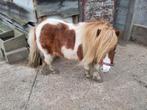 Mooie vos bonte mini Shetland merrie, Animaux & Accessoires, Poneys, Vermifugé, Poney de récréation, Poney A (jusqu'à 1.17 m)