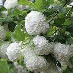 Viburnum Opulus - Sneeuwbal, Tuin en Terras, Planten | Struiken en Hagen, Overige soorten, Struik, Ophalen, 100 tot 250 cm