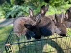 Konijnen, Dieren en Toebehoren