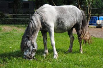 Superlieve kinder A-pony beschikbaar voor biedingen