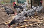 Broedeieren Andalusier, Dieren en Toebehoren
