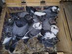Pieper zonder ring, Dieren en Toebehoren