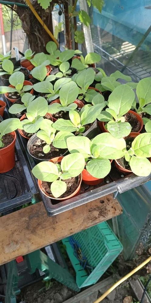plantjes Tabak tabaksplanten, Tuin en Terras, Planten | Tuinplanten, Eenjarig, Overige soorten, Volle zon, Zomer, Ophalen