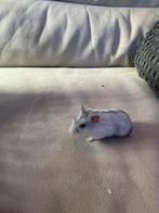 Mooie lieve baby dwerghamster mannetje, Dieren en Toebehoren, Hamster, Mannelijk, Januari, Tam