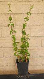 Aardbei munt, Tuin en Terras, Planten | Tuinplanten, Ophalen, Volle zon, Vaste plant, Kruiden