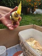 Handtamme valkparkieten, Dieren en Toebehoren
