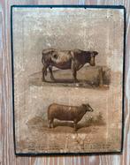 Schoolplaten uit begin 1900 op hardboard karton, Antiquités & Art, Antiquités | Cartes scolaires, Enlèvement ou Envoi